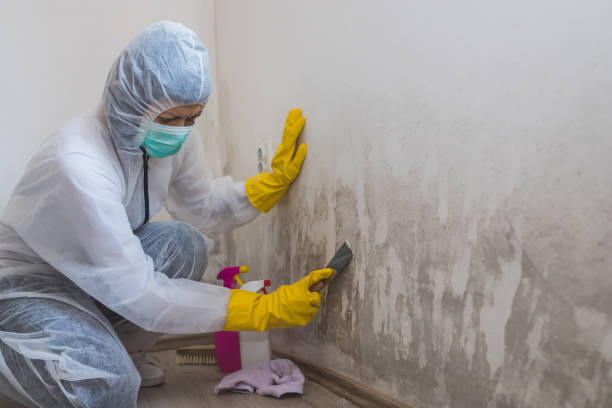 Best Mold Damage Repair  in Leesburg, VA