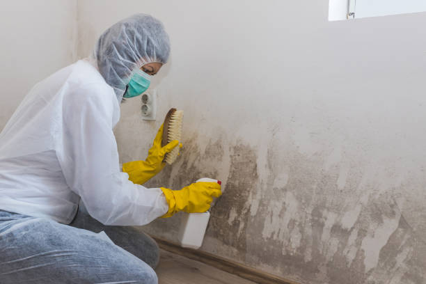 Best Residential Mold Removal  in Leesburg, VA
