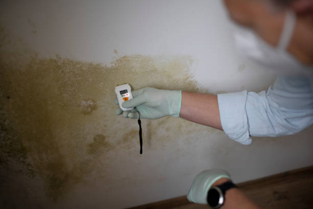 Best Attic Mold Removal  in Leesburg, VA