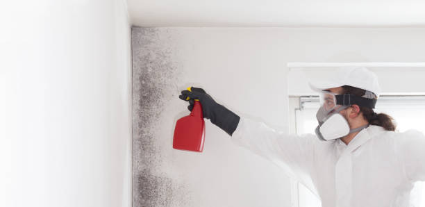 Leesburg, VA Mold Removal Company