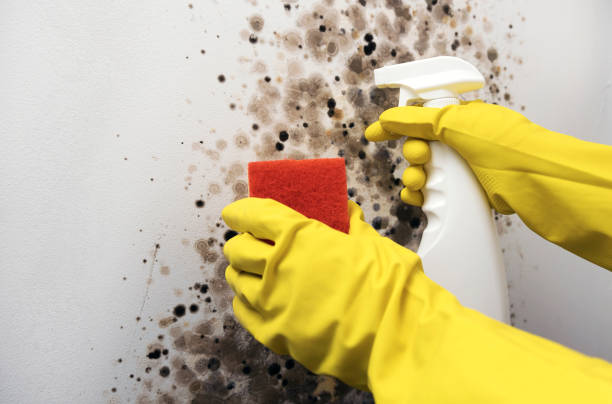 Best Black Mold Removal  in Leesburg, VA