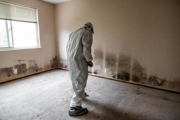 Best Mold Removal Process  in Leesburg, VA