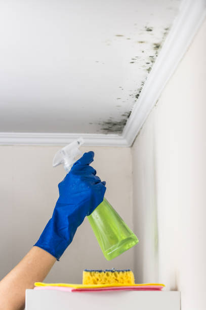 Best Crawl Space Mold Removal  in Leesburg, VA